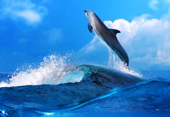 3D moderne Perdele Foto valurile delfinilor Copii Perdele Cameră Decor Acasă Hotel Decor de Birou Umbra Draperii Cortinas